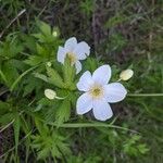 Anemone canadensis Kwiat