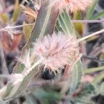 Trifolium arvense Fruit