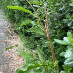 Rumex crispus Bark