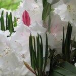 Rhododendron decorum Flor