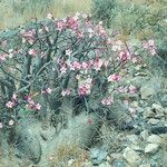 Adenium multiflorum Цвят
