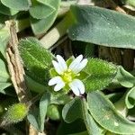 Cerastium diffusum Fula