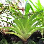 Tillandsia australis Leaf
