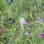 Plantago maxima Flor