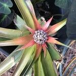 Ananas comosus 花