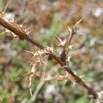Carlina vulgaris 葉