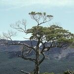 Nothofagus betuloides Habit