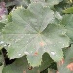 Alchemilla mollis Frunză