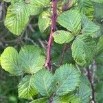 Rubus discolor برگ