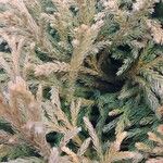 Cryptomeria japonicaبرگ