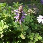 Plectranthus caninusFlower