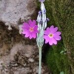Primula frondosa Flower