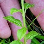 Mentha arvensis 樹皮