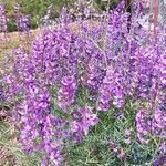 Vicia dalmatica 花