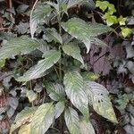 Dianthera secunda Leaf