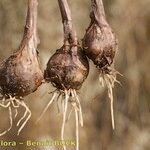 Allium pallens Фрукт