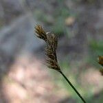 Carex leporina Frukt