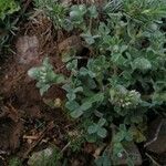 Trifolium striatum Floare