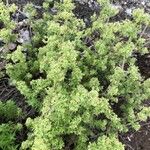 Galium maritimum Leaf