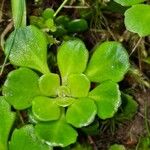 Saxifraga cuneifolia Лист