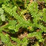 Selaginella helvetica മറ്റ്