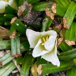 Calandrinia acaulis Blüte