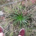 Eryngium paniculatum Levél