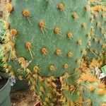 Opuntia aciculata List