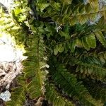 Asplenium marinum Leaf