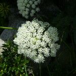 Peucedanum ostruthium Flower