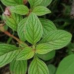 Melastoma malabathricum Leaf