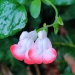 Salvia microphyllaΛουλούδι