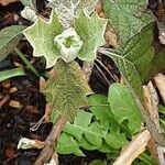 Hydrangea quercifolia Leht