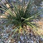 Hesperaloe parviflora 整株植物