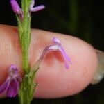 Striga parviflora Žiedas