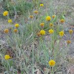 Thelesperma megapotamicum Habitatea