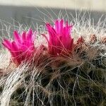 Mammillaria hahnianaBlüte