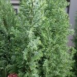 Juniperus chinensis 葉