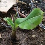 Musa acuminata 整株植物