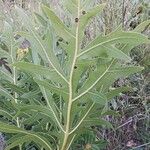 Silphium laciniatum Leaf