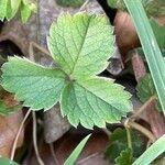 Potentilla sterilis Frunză