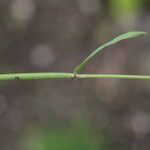 Carex leporina Kabuk