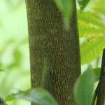 Carya pallida Corteza
