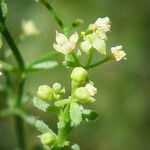 Galium angustifolium Flor