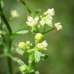 Galium angustifolium Кветка