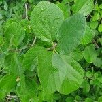 Cordia monoica পাতা