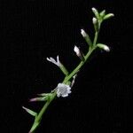 Phryma oblongifolia Celota