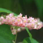 Neillia sinensis Květ