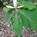 Magnolia officinalis Цвят