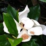 Magnolia virginianaKwiat